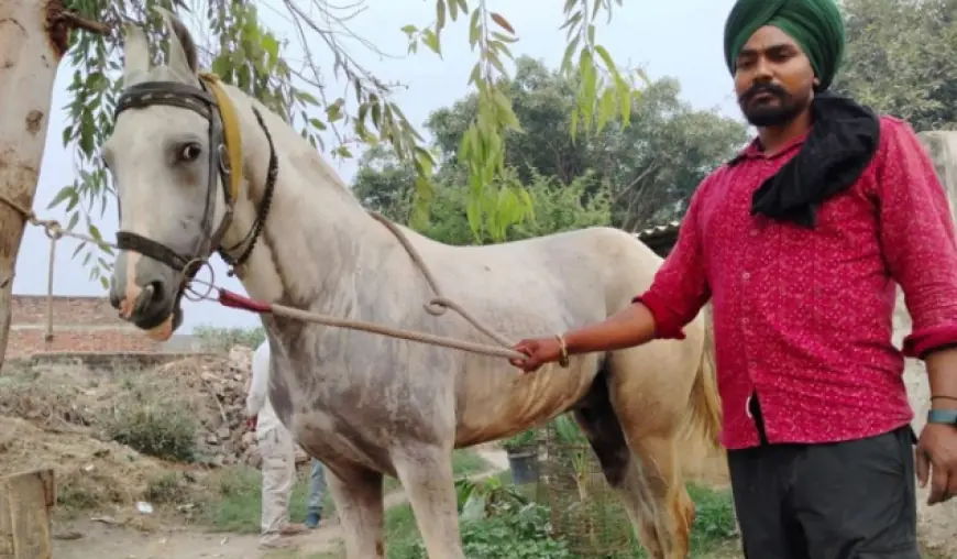 चौबारी मेले में घोड़ों की बिक्री में बढ़त: 'तूफान' नामक घोड़े की 9 लाख रुपये की लगी बोली